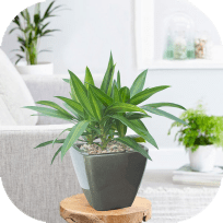 Website hoa, cây cảnh